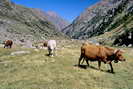 Vallon de la Selle - Alpage de la Selle