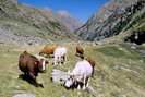 Vallon de la Selle - Alpage de la Selle