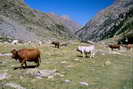 Vallon de la Selle - Alpage de la Selle