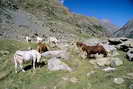 Vallon de la Selle - Alpage de la Selle