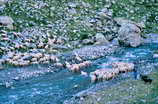 Vallon de la Selle - Gué sur le Torrent de la Selle