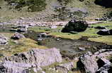 Vallon de la Selle - Troupeau au Jas Lacroix