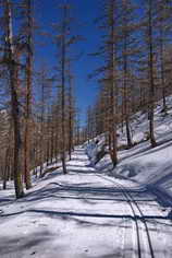 Ski de fond en Vallouise - Puy-Saint-Vincent - Piste des Têtes