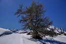 Ski de fond en Vallouise - Puy-Saint-Vincent - Piste des Ttes