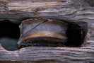 Vallouise - Clocher de l'Église - Poulie en bois