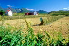 Fredvang - Zone agricole - au fond, Stjerntinden (934 m)