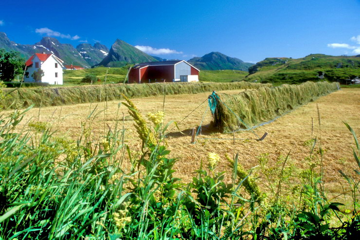 Fredvang - Zone agricole - au fond, Stjerntinden (934 m)