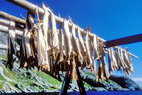 Nusfjord - Schoirs  morues - Stockfish ou strrfisk