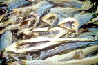 Nusfjord - Morue sche - Stockfish ou strrfisk