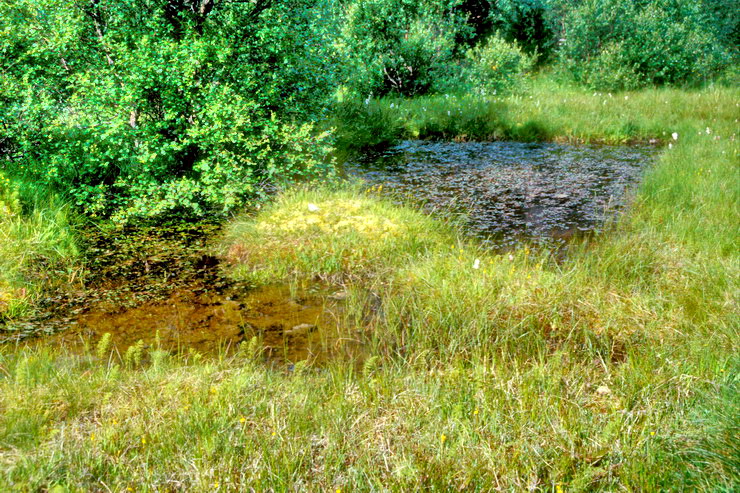 Nusfjord - Nesland - Tourbire