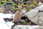 Srvgen - Sommet du Munkan (775 m) - Lagopde - Lagopus mutus - Ttraonids