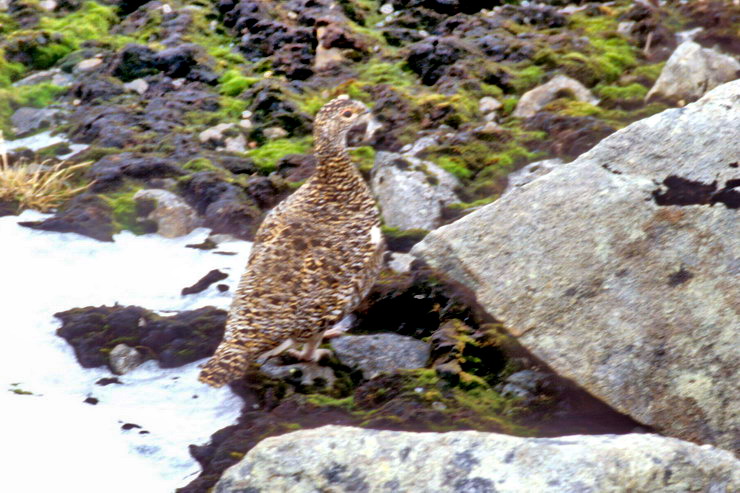 Srvgen - Sommet du Munkan (775 m) - Lagopde - Lagopus mutus - Ttraonids