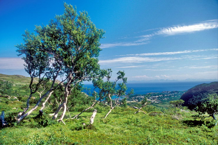 Stamsund - Bouleaux  Nordheia