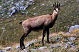 Mercantour - Leur royaume - Chamois - Rupricapra rupricapra - Bovids