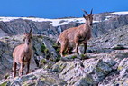 Tr la Tte - Refuge des Conscrits (2580 m) - Bouquetins