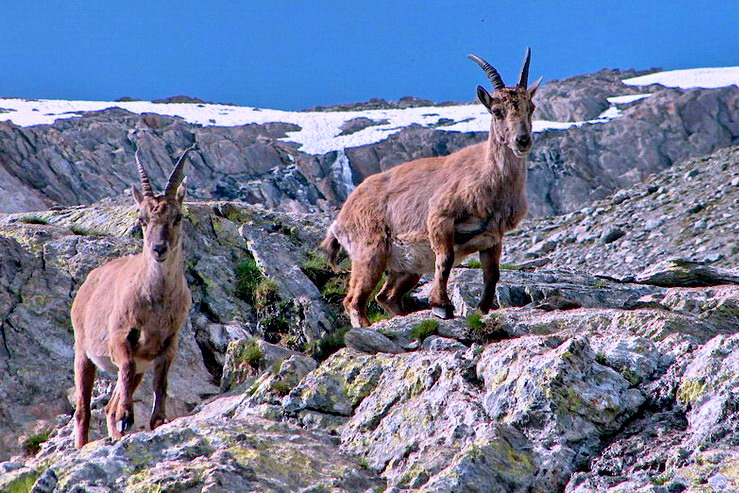 Tr la Tte - Refuge des Conscrits (2580 m) - Bouquetins