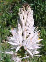 Le Lauvitel (1500 m) - Asphodèle blanc - Asphodelus albus - Liliacées