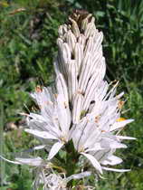 Le Lauvitel (1500 m) - Asphodle blanc - Asphodelus albus - Liliaces