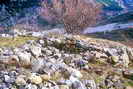 Champcella - Vestiges d'abri-cabane