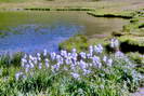 La Roche-de-Rame - Lac de Néal (2453 m) - Linaigrettes