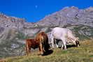 Saint-Martin-de-Queyrires - Alpage de Trancoulette et Vallon de la Peyre du Fey