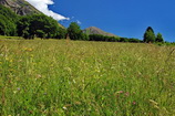 Chanteprier - La prairie du Col d'Ornon