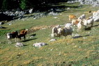 Tour de Montbrison - Les Partias (2104 m)