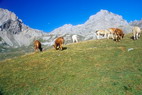 Tour de Montbrison - Alpage de la Trancoulette - Cime de la Condamine (2940 m)