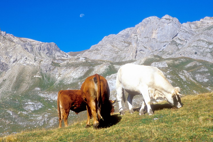 Tour de Montbrison - Alpage de la Trancoulette - Cime de la Condamine (2940 m)