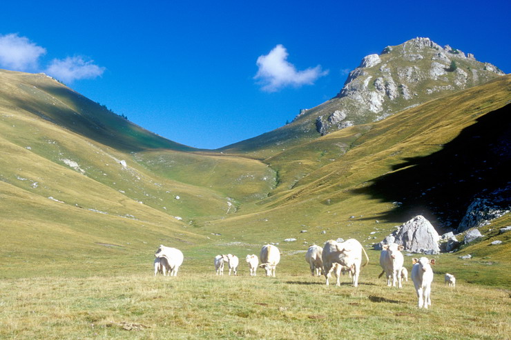 Tour de Montbrison - Alpage et Col de la Trancoulette